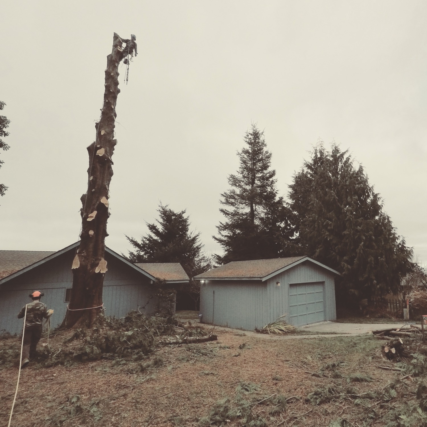 Large Cedar Tree Removal