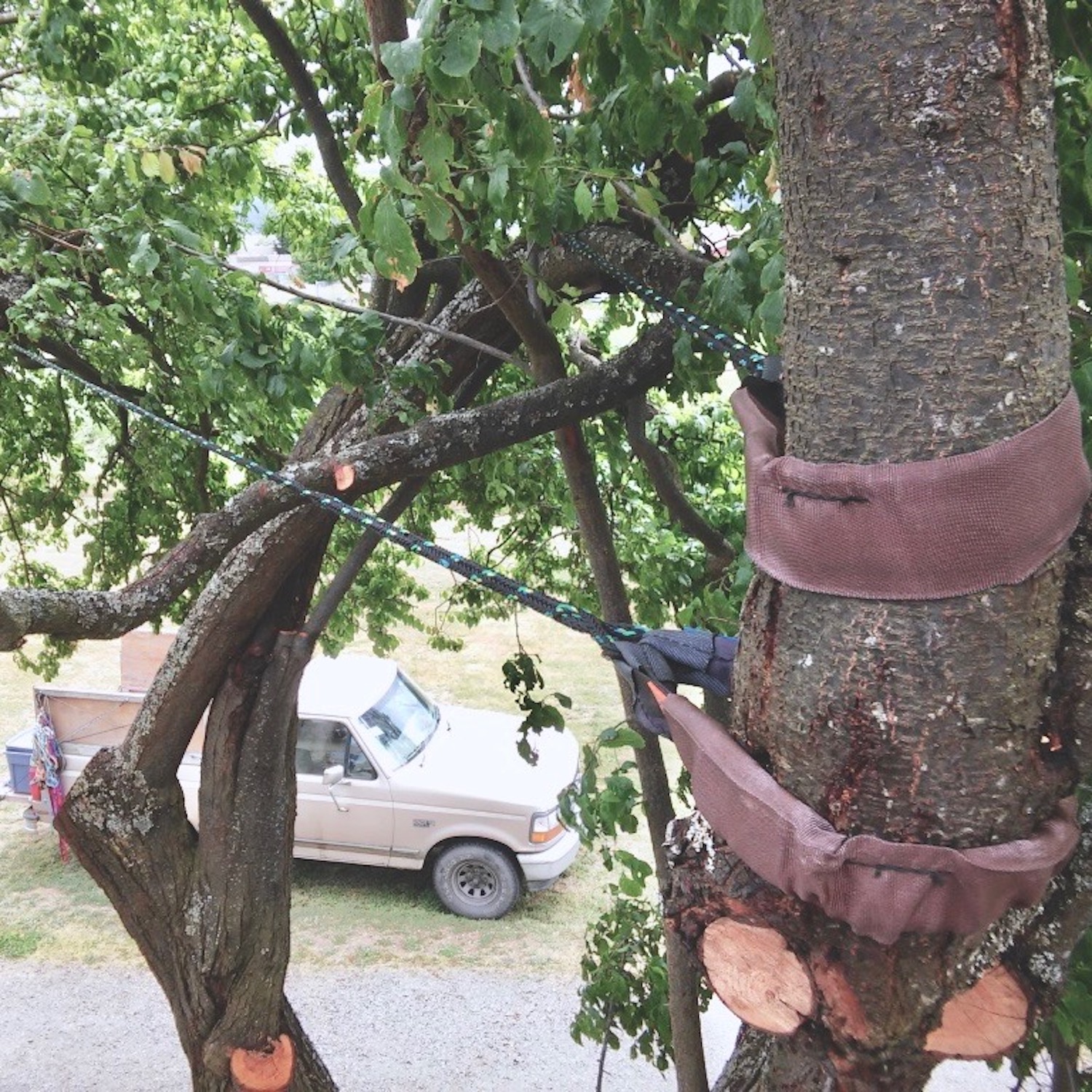 Tree Support Cabling